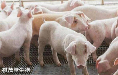 生猪养殖遭遇“冰火两重天” 价格下行、成本上涨下的养殖户生存指南