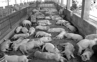 猪价连跌，养殖户每卖一头猪亏损约150元，行业困境或持续至十月