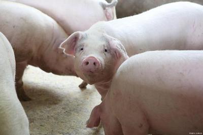 科学规划与精细管理 生猪养殖饲料成本控制策略