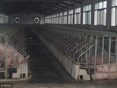 建设万头猪场的设施规划指南