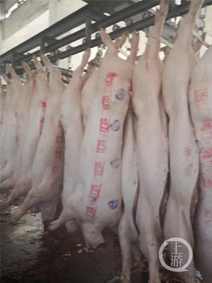 真的降价了！重庆猪肉连续两周下跌，生猪养殖迎变局